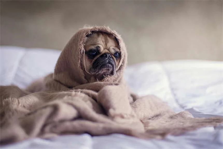 Kaninchen als Haustiere: 7 Gründe, warum sie perfekt für kleine Wohnungen sind