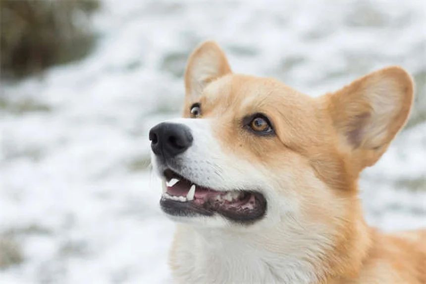 Kaninchen als Haustiere: 7 Gründe, warum sie perfekt für kleine Wohnungen sind