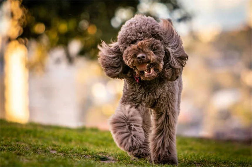 OCD bei Hunden: Symptome erkennen & richtig behandeln