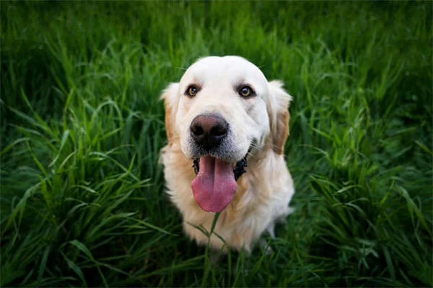OCD bei Hunden: Symptome erkennen & richtig behandeln