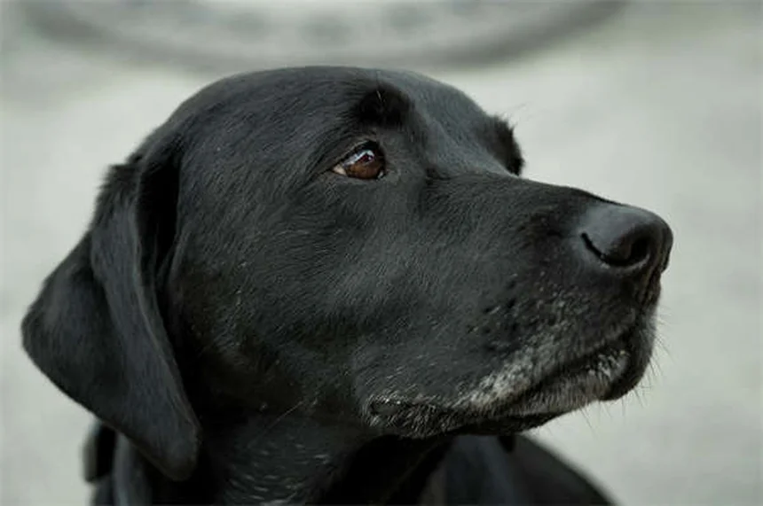OCD bei Hunden: Symptome erkennen & richtig behandeln