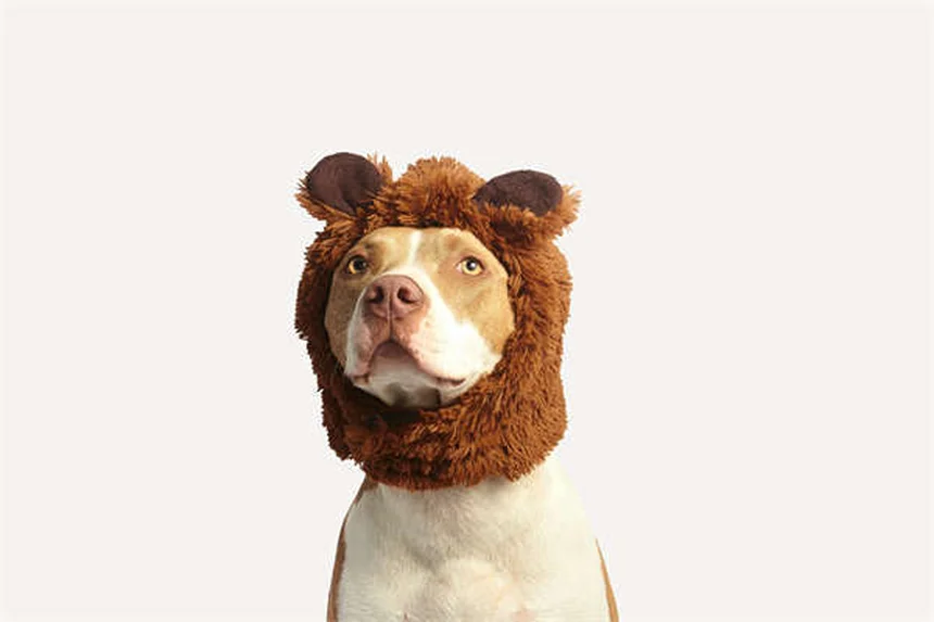 Angstaggression bei Hunden: 5 Warnsignale & Soforthilfe-Tipps
