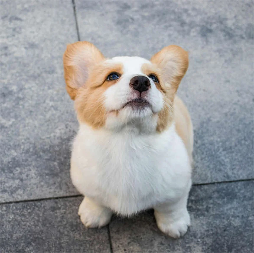 Angstaggression bei Hunden: 5 Warnsignale & Soforthilfe-Tipps