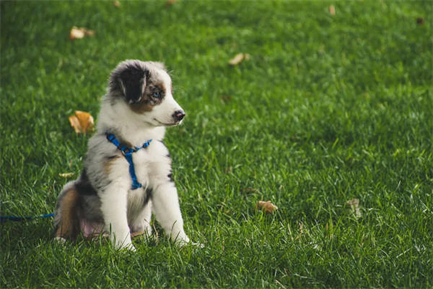 Angstaggression bei Hunden: 5 Warnsignale & Soforthilfe-Tipps