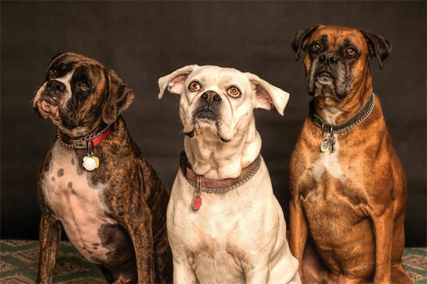 Haferflocken-Bad für Hunde: Natürliche Hilfe gegen Juckreiz