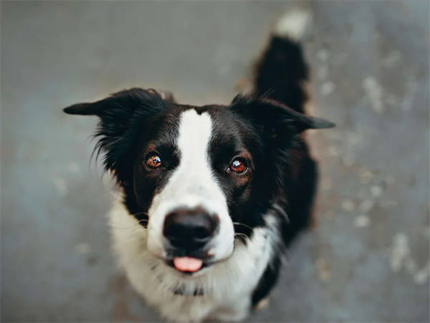Haferflocken-Bad für Hunde: Natürliche Hilfe gegen Juckreiz
