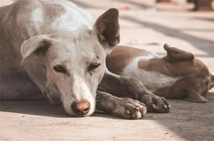 Haferflocken-Bad für Hunde: Natürliche Hilfe gegen Juckreiz