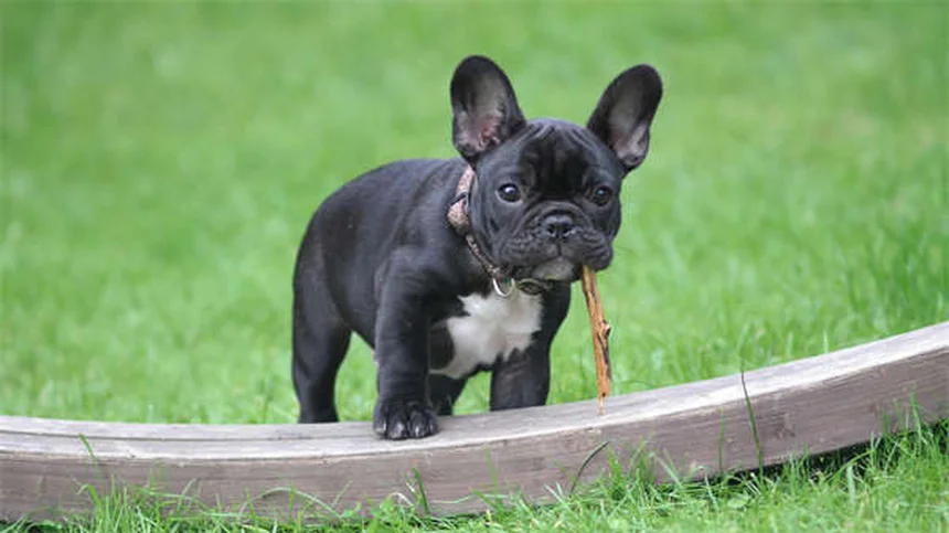 Hund hat rote Augen? 5 Sofortmaßnahmen & Tierarzt-Tipps