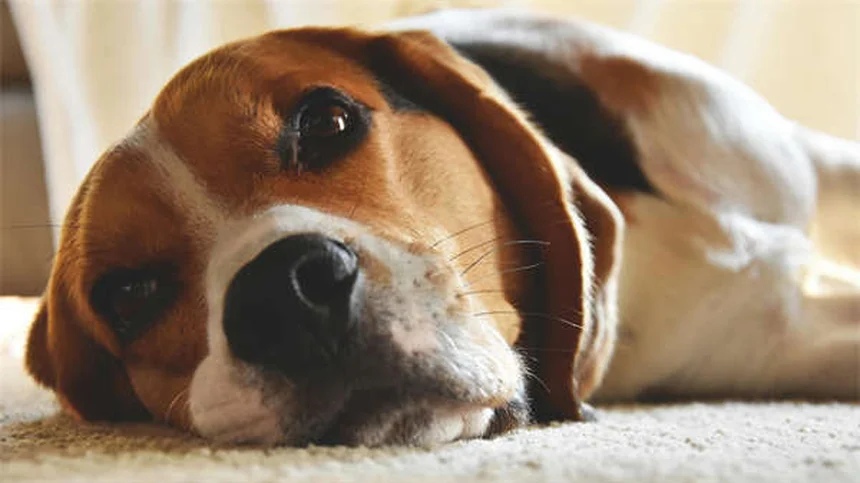 Hund hat rote Augen? 5 Sofortmaßnahmen & Tierarzt-Tipps