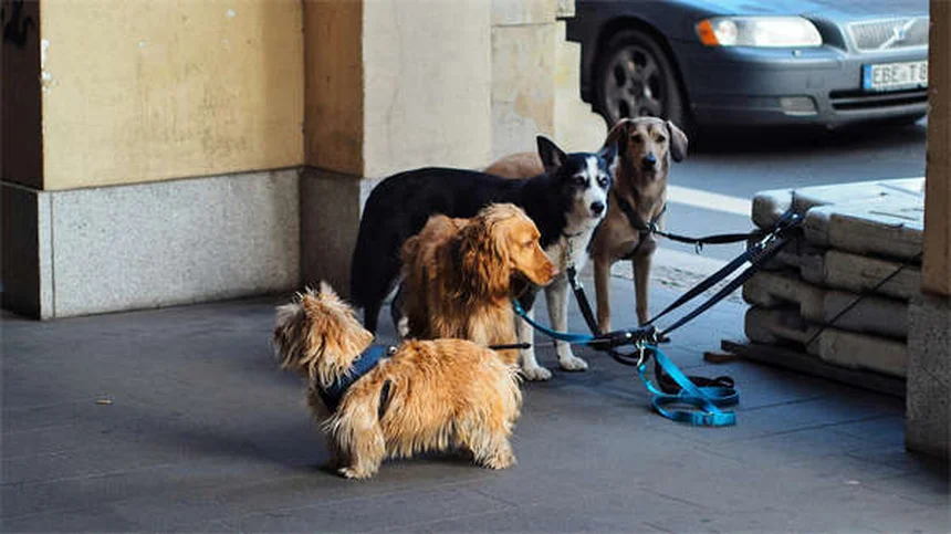 Dreibeinige Hunde: So leben Tripod-Hunde glücklich & gesund