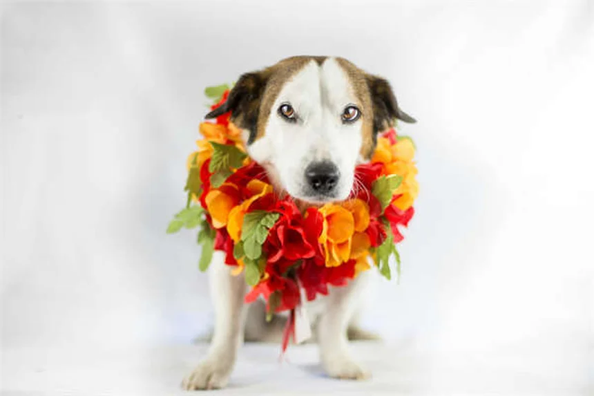 Haarlose Hunde: Pflege-Tipps für nackte Vierbeiner